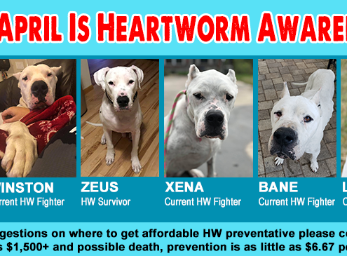 Heartworm Awareness Month