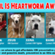 Heartworm Awareness Month