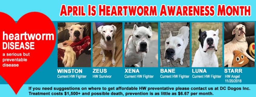 Heartworm Awareness Month